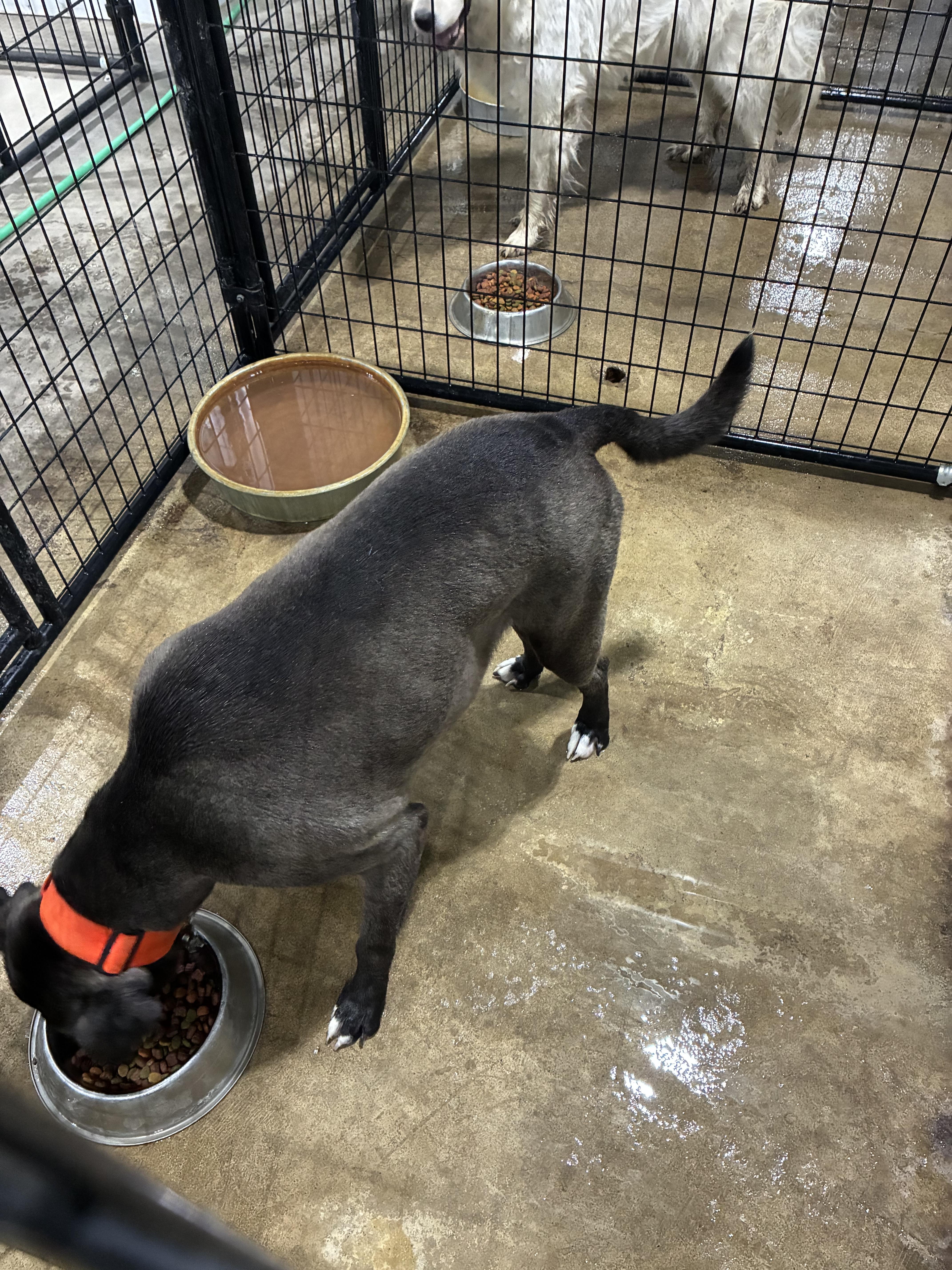 Grayson, Adoptable, Adult Male Pit Bull Terrier.