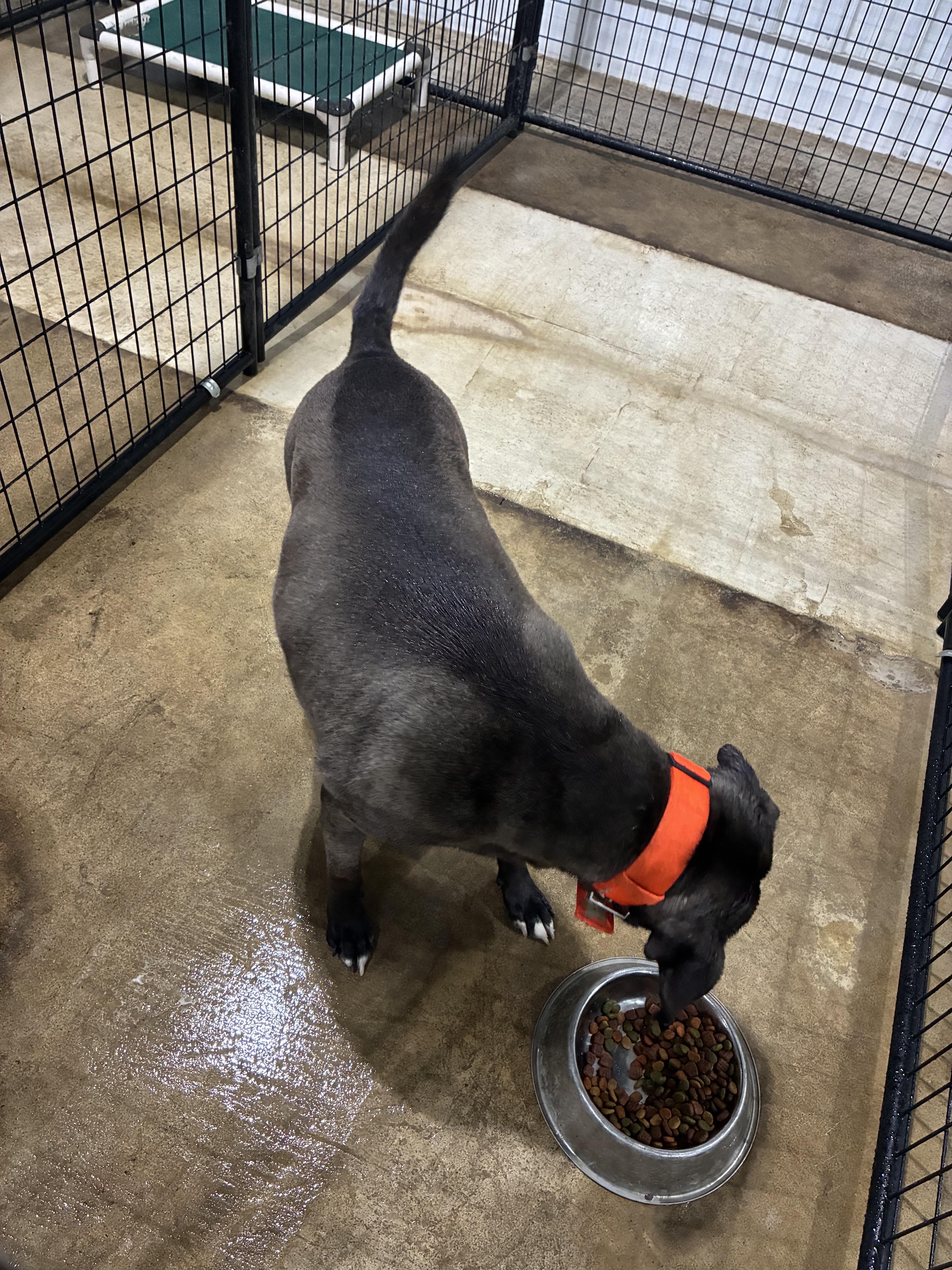 Enlarge Grayson, a Adoptable mixed breed in St Henry, OH image 2/2