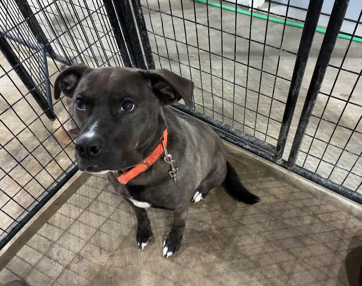 Enlarge Grayson, a Adoptable mixed breed in St Henry, OH image 2/3