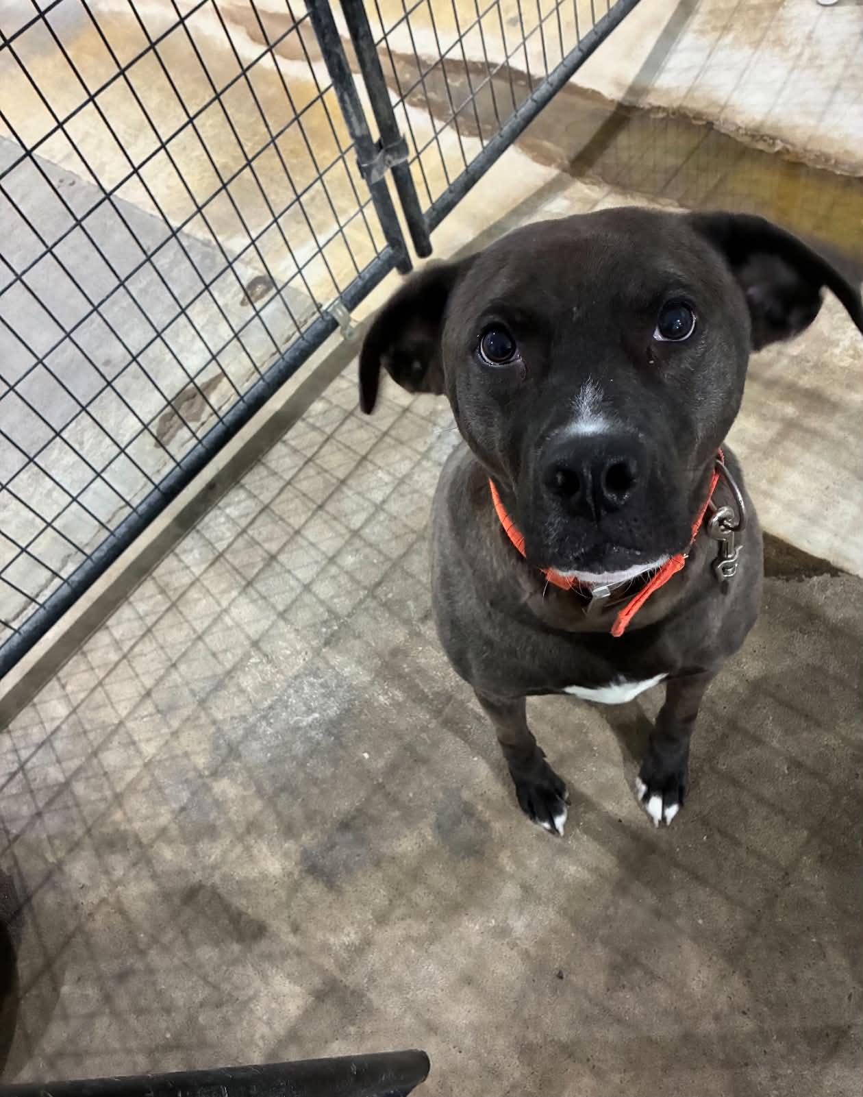 Enlarge Grayson, a Adoptable mixed breed in St Henry, OH image 1/3