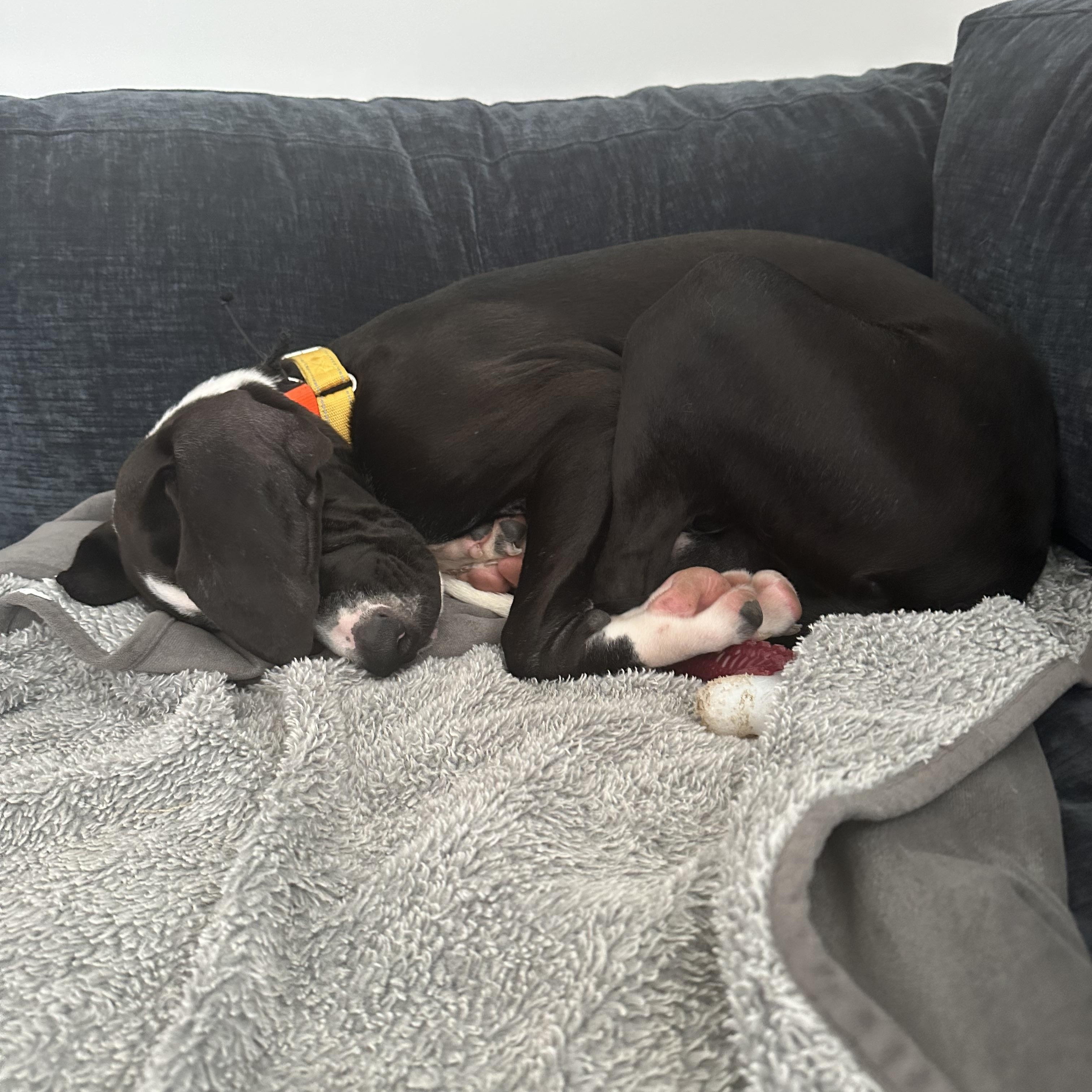 Seal (aka Baby Seal)