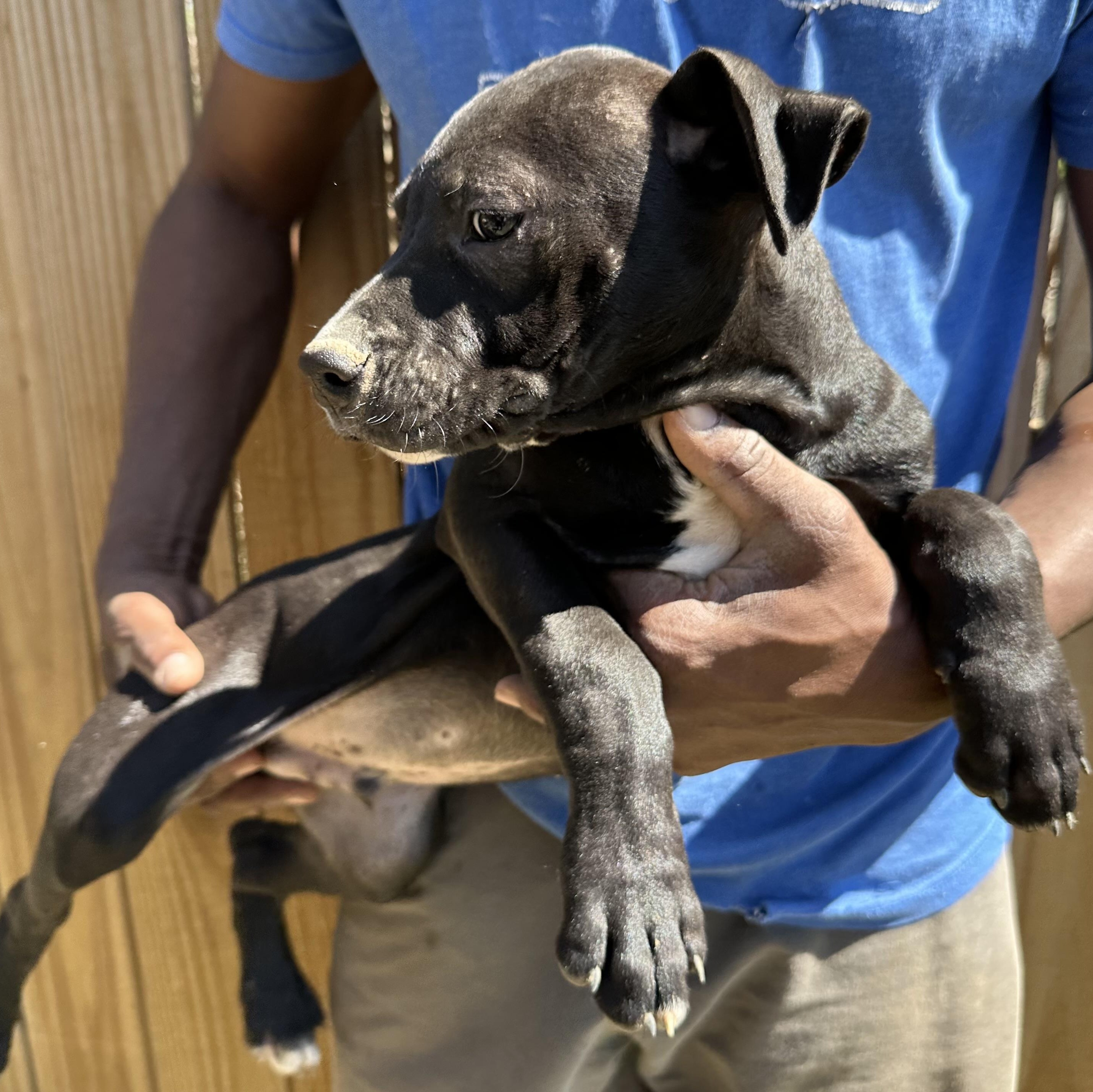 Enlarge Brisket - Local May 22-24, an adoptable mixed breed in North Smithfield, RI image 2/6