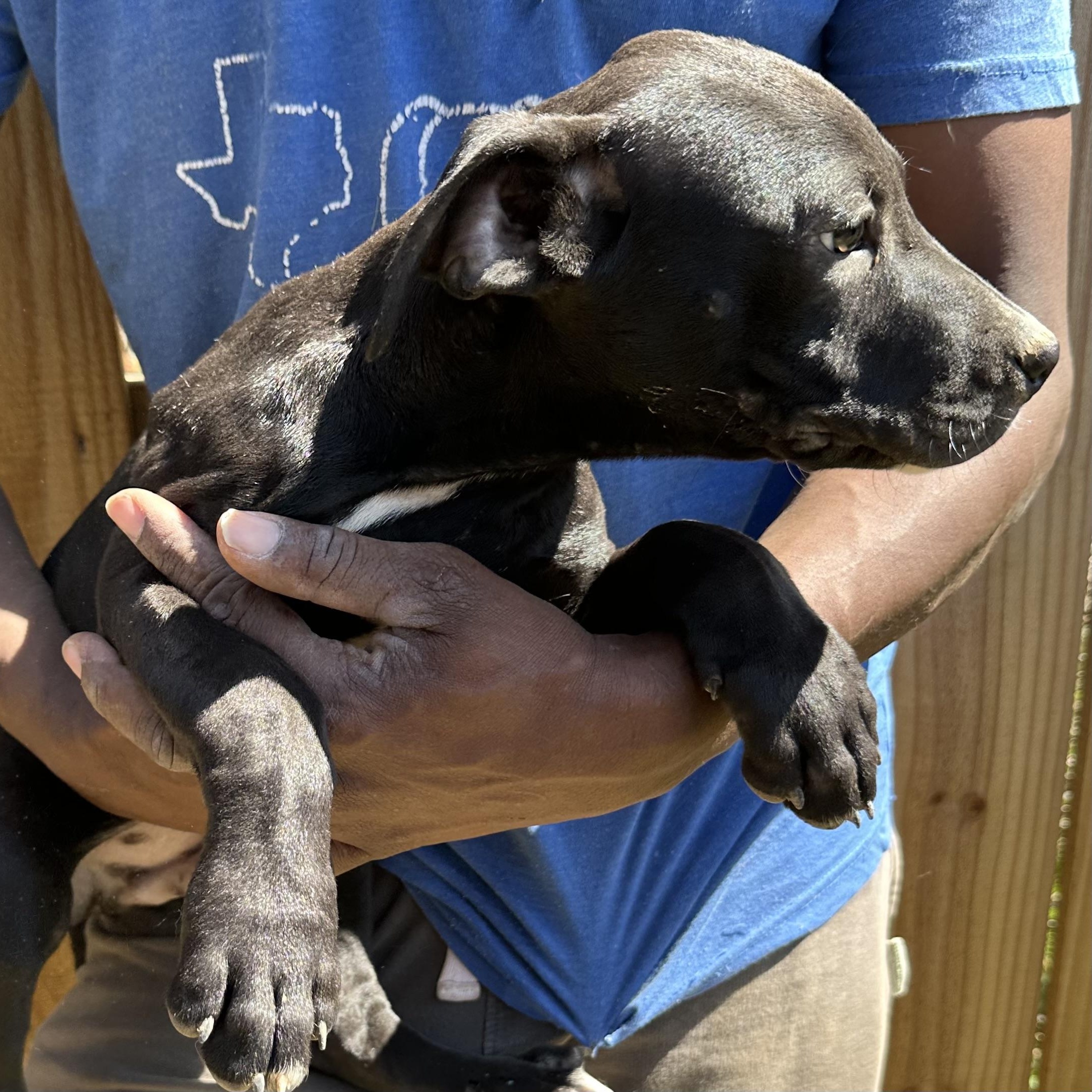 Enlarge Brisket - Local May 22-24, an adoptable mixed breed in North Smithfield, RI image 3/6