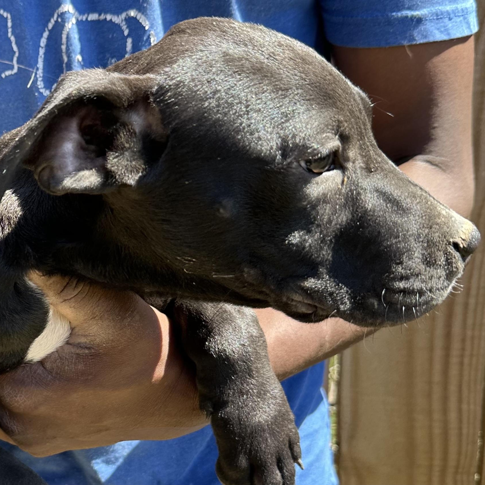 Enlarge Brisket - Local May 22-24, an adoptable mixed breed in North Smithfield, RI image 4/6