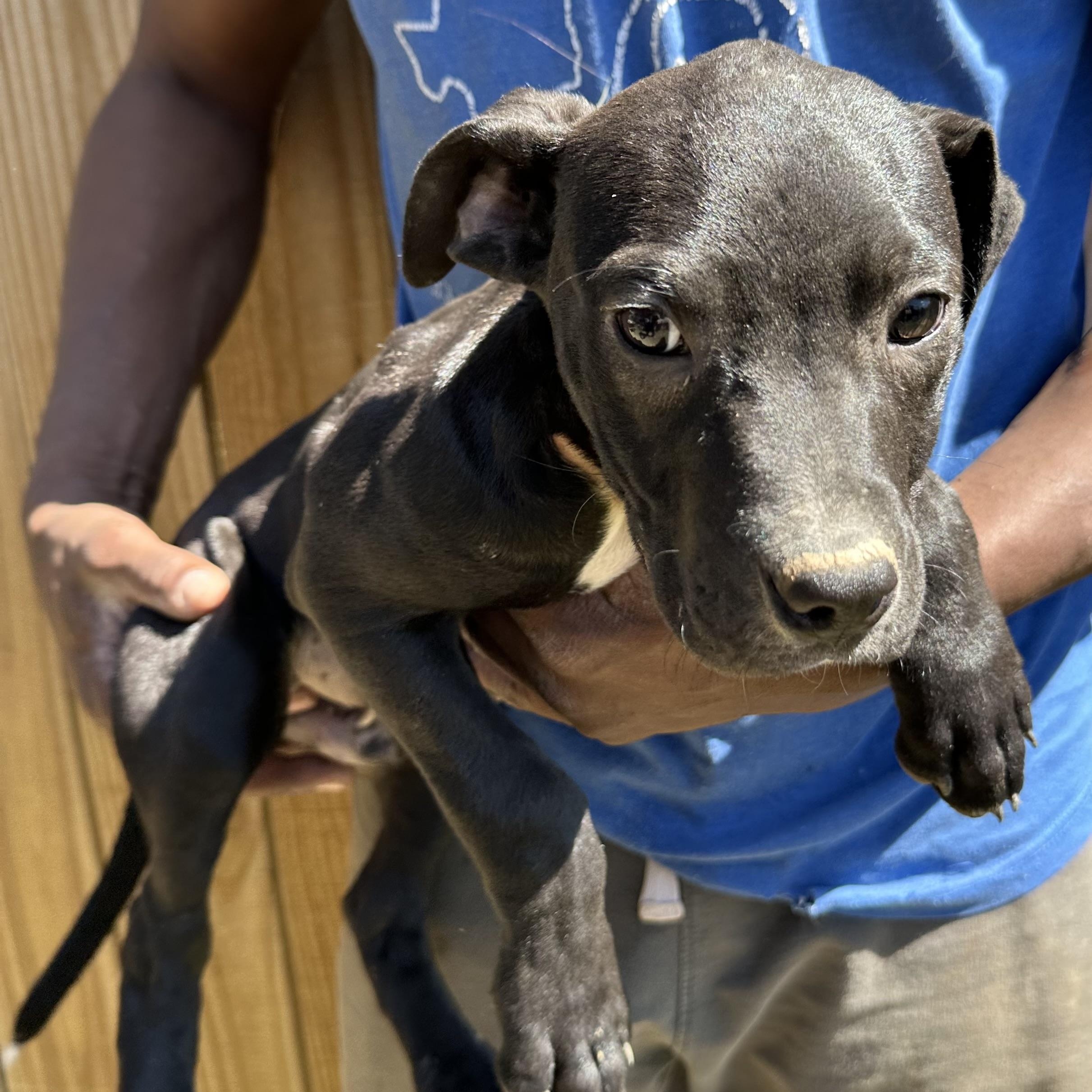 Enlarge Brisket - Local May 22-24, an adoptable mixed breed in North Smithfield, RI image 5/6