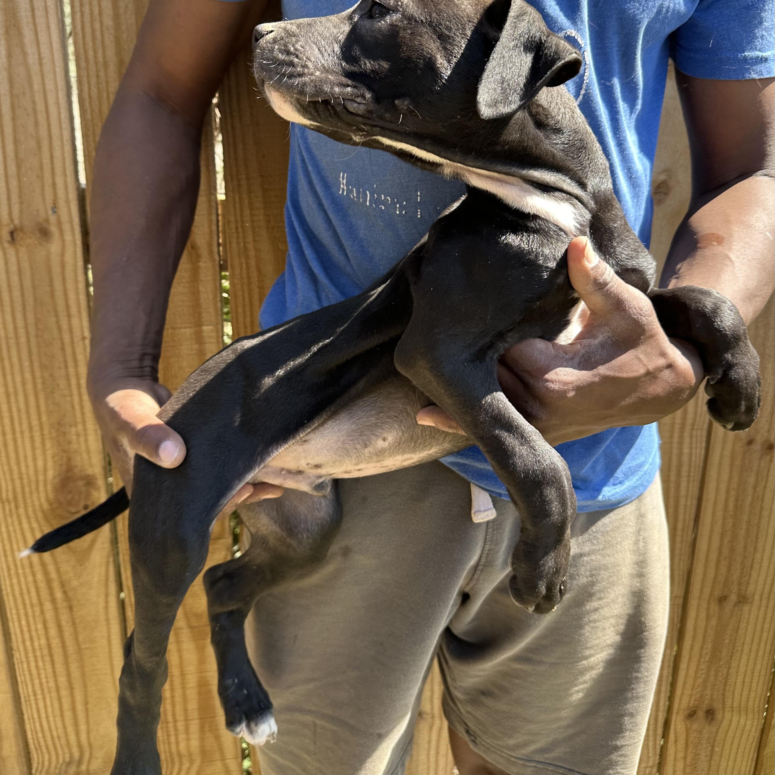 Enlarge Brisket - Local May 22-24, an adoptable mixed breed in North Smithfield, RI image 6/6