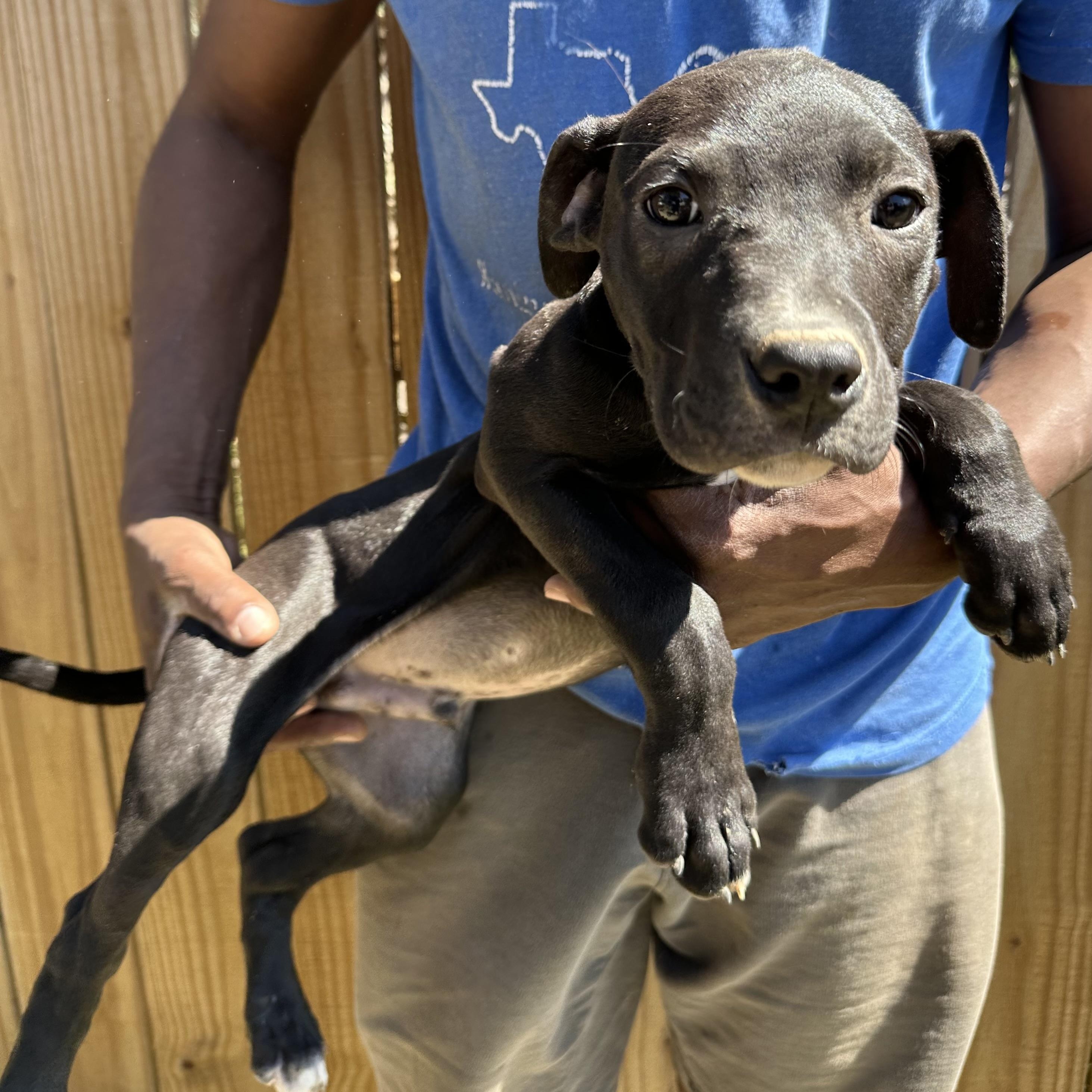 Brisket - Local May 22-24, adoptable, Puppy Male Labrador Retriever.