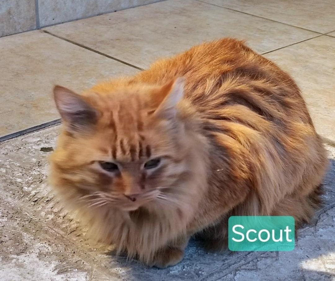 Enlarge Scout, a Adoptable mixed breed in Las Cruces, NM image 3/4
