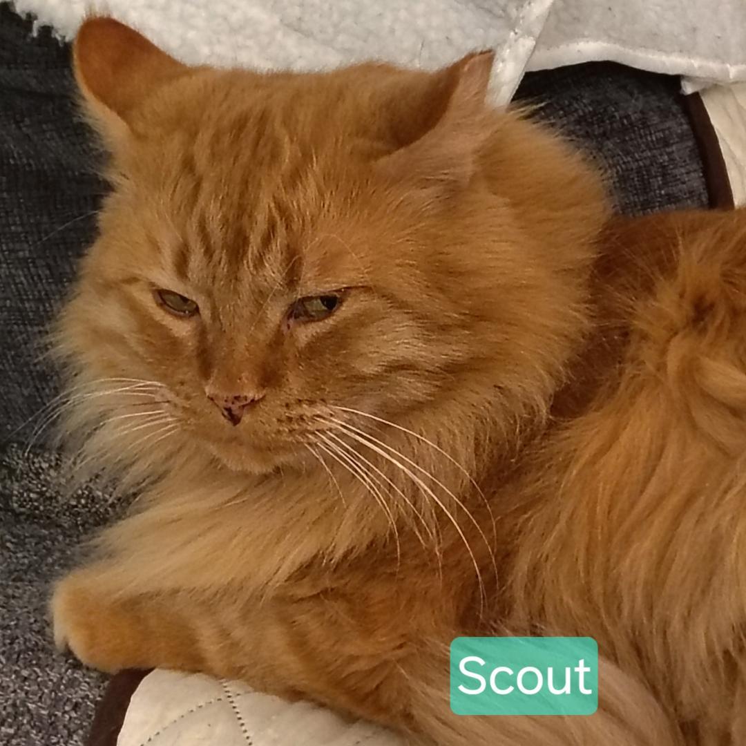 Scout, Adoptable, Adult Male Tabby & Domestic Long Hair.