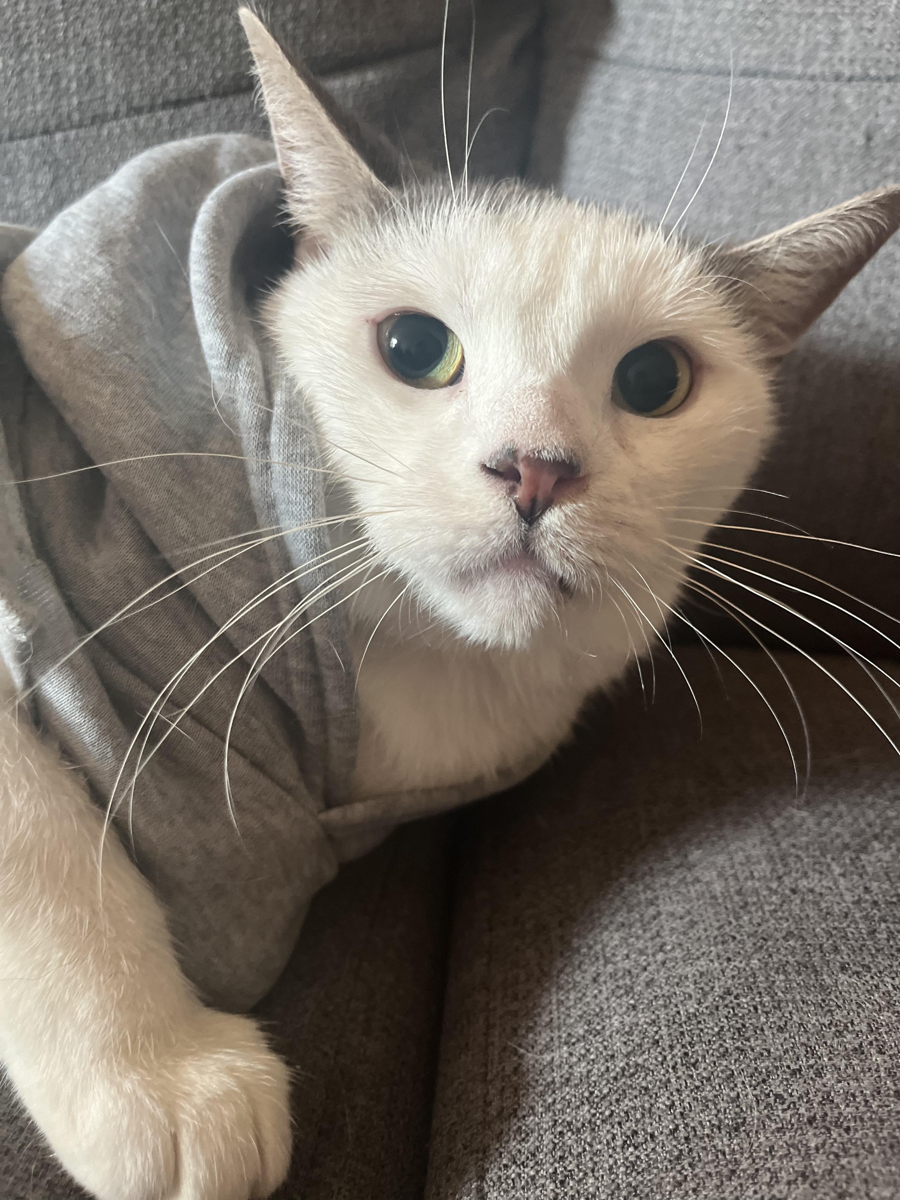 Cat for adoption - Jackson (m) 4yrs old white/grey, a