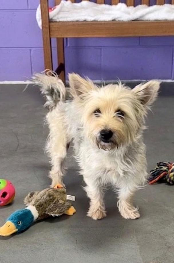 **SABLE**, Adoptable, Adult Female Wheaten Terrier.