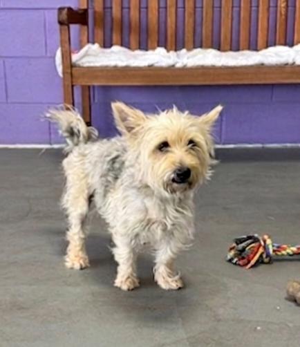 Enlarge **SABLE**, a Adoptable Wheaten Terrier in North Prairie, WI image 2/3
