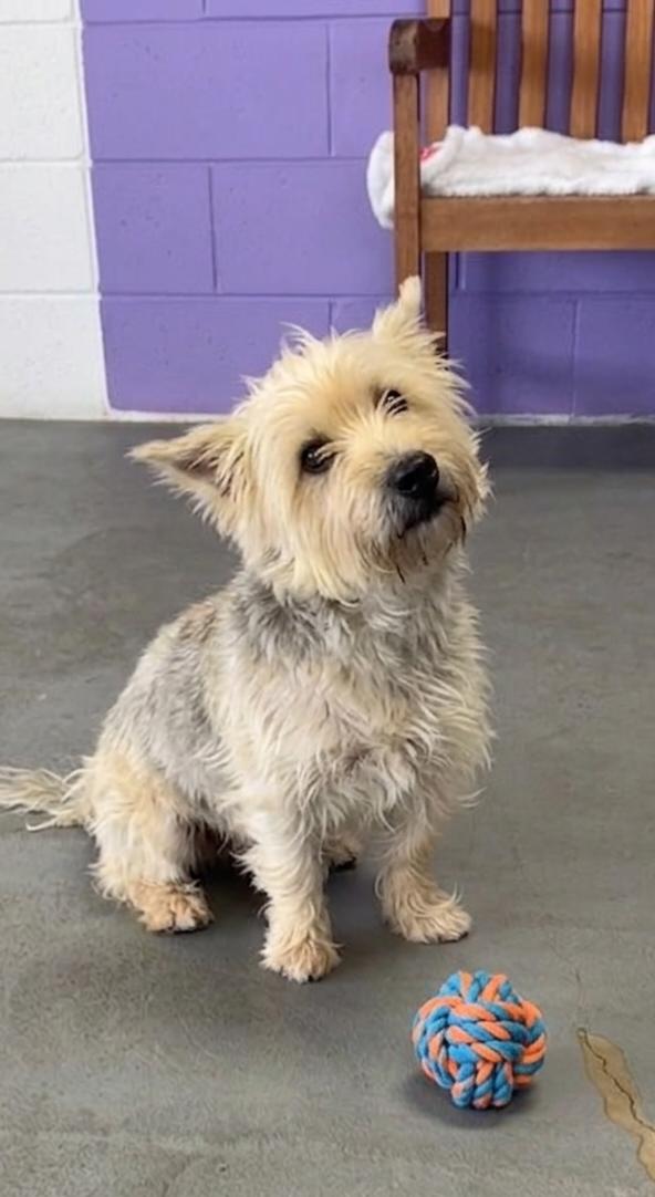 Enlarge **SABLE**, a Adoptable Wheaten Terrier in North Prairie, WI image 3/3