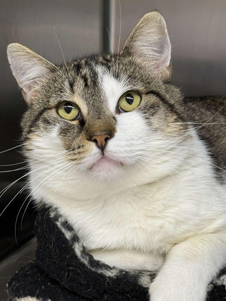 Enzo, Adoptable, Young Male Domestic Short Hair.