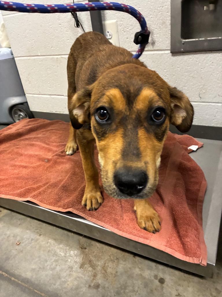 Delilah, Adoptable, Puppy Female Mixed Breed.