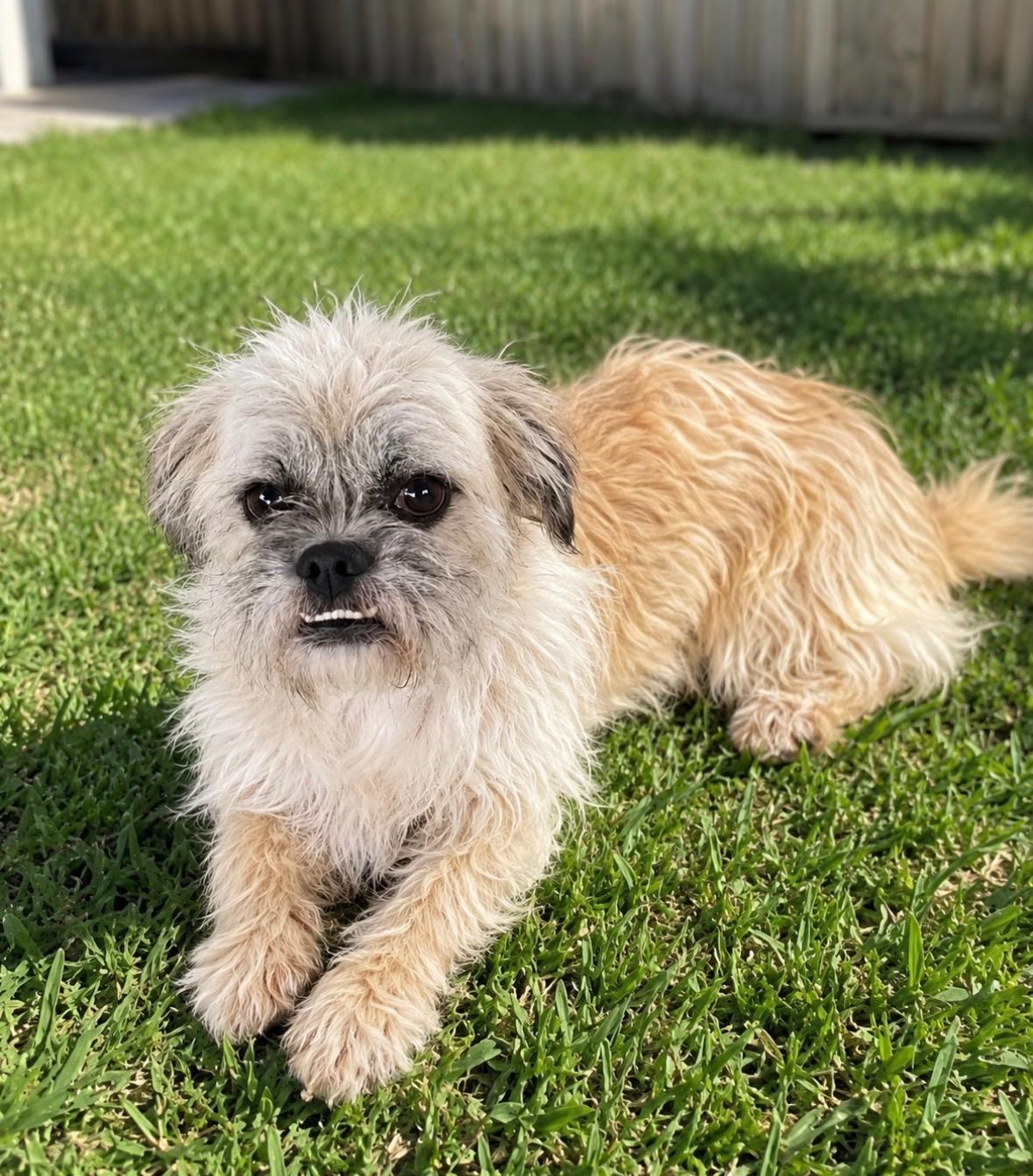 Maylon, adoptable, Young Male Brussels Griffon & Wirehaired Terrier.