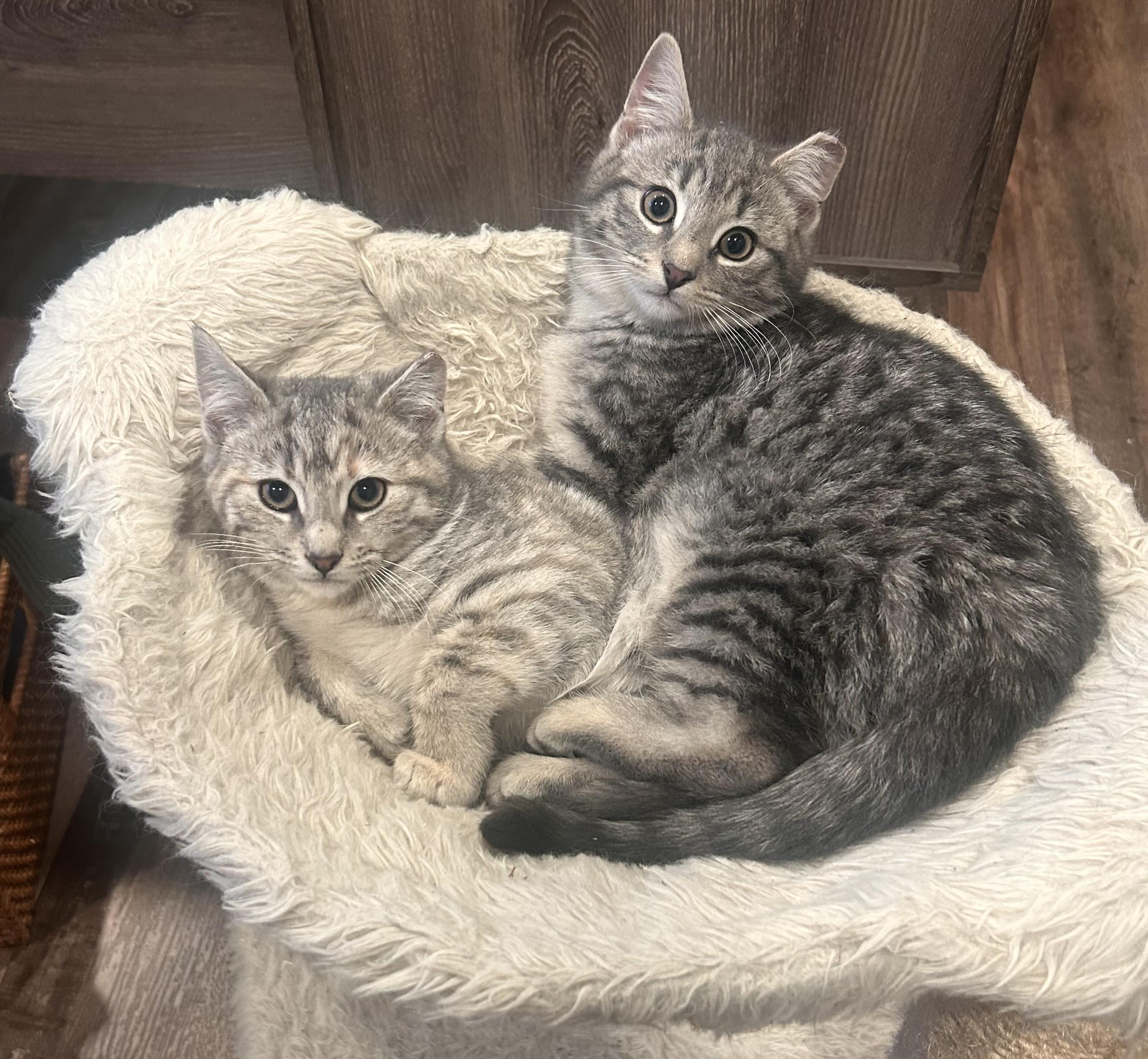 🐾Carrie & Kirby!!!!🐾, ADOPTABLE, Kitten Male Domestic Short Hair & Tabby.