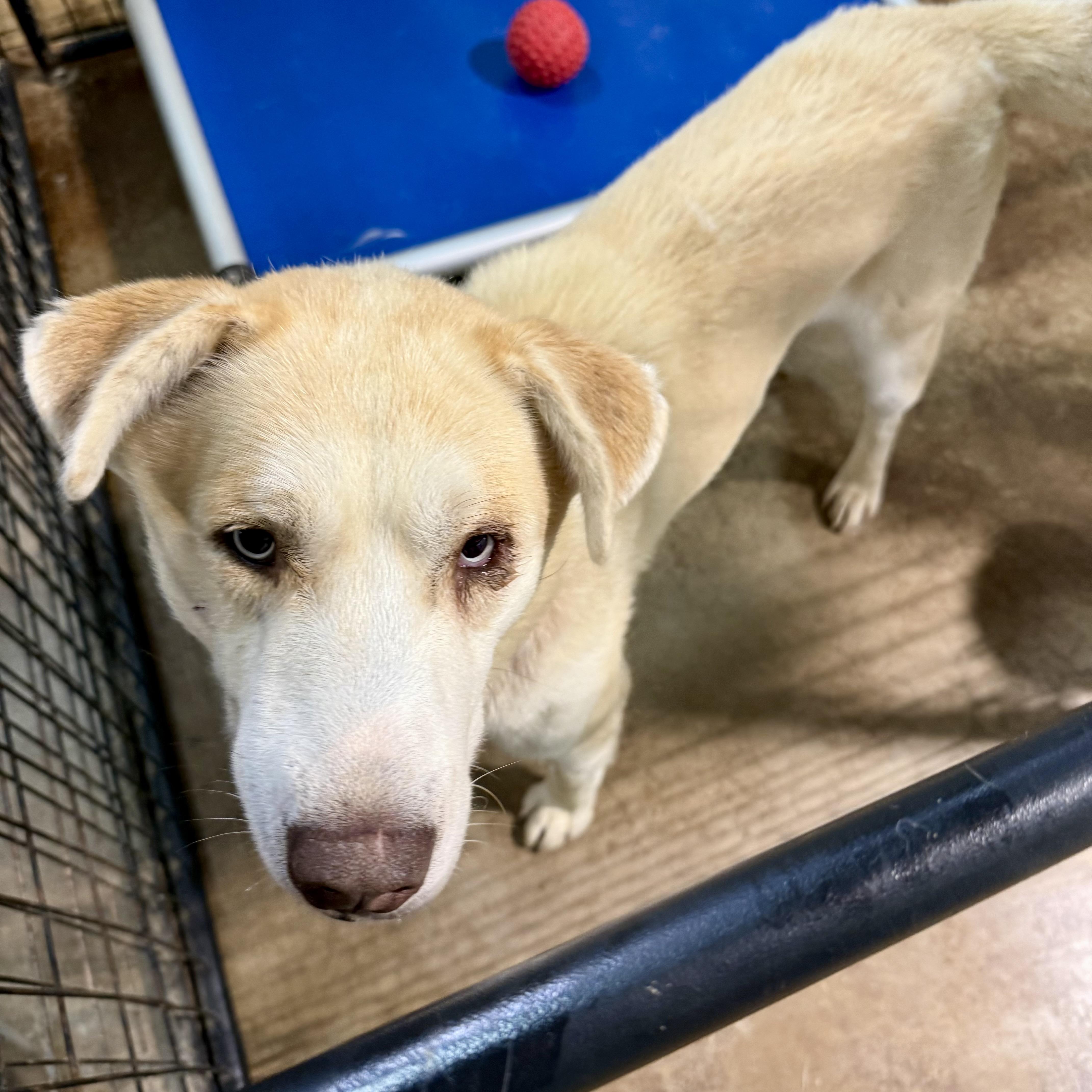 Enlarge Brinkley, a Adopted mixed breed in Gallatin, TN image 3/6