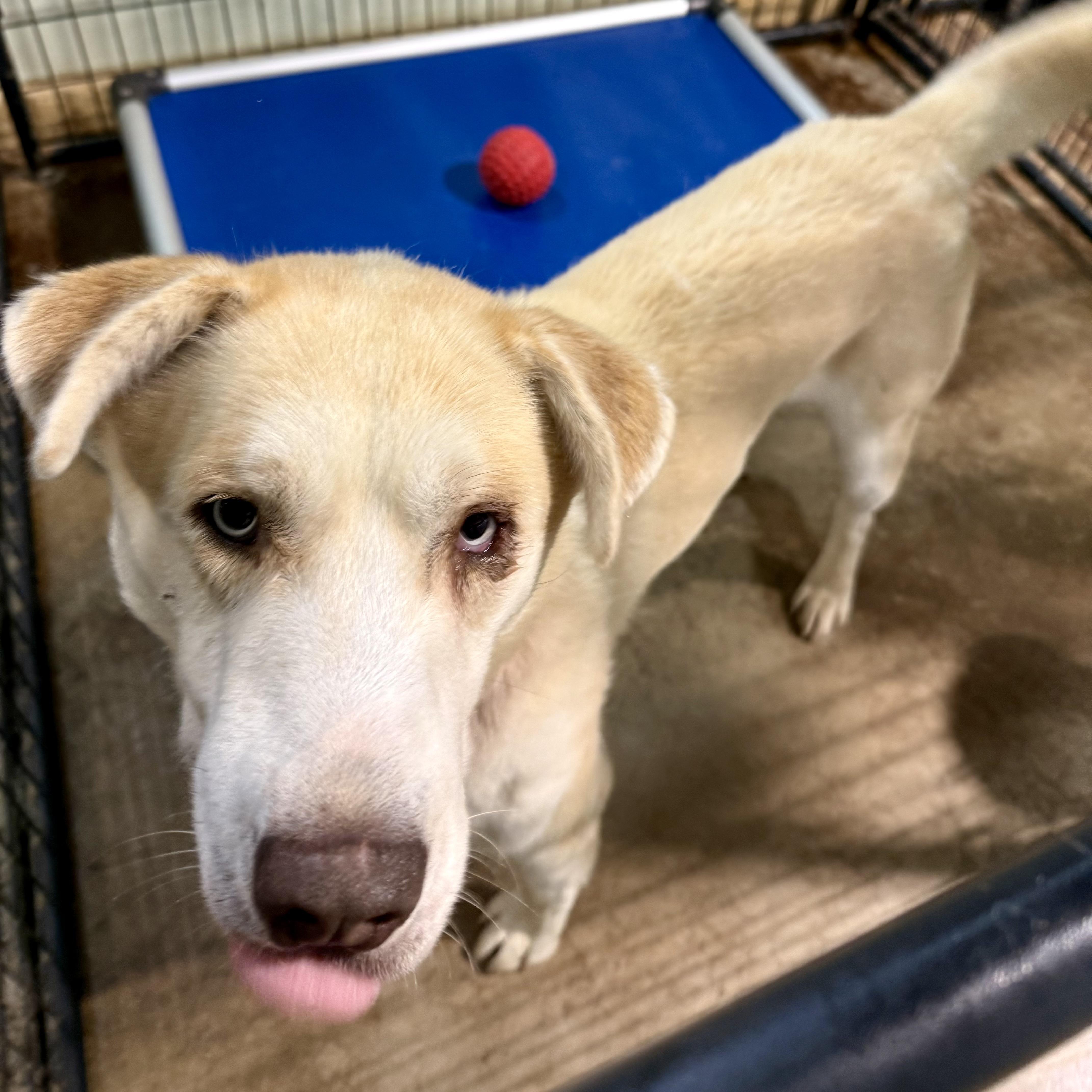 Enlarge Brinkley, a Adopted mixed breed in Gallatin, TN image 6/6