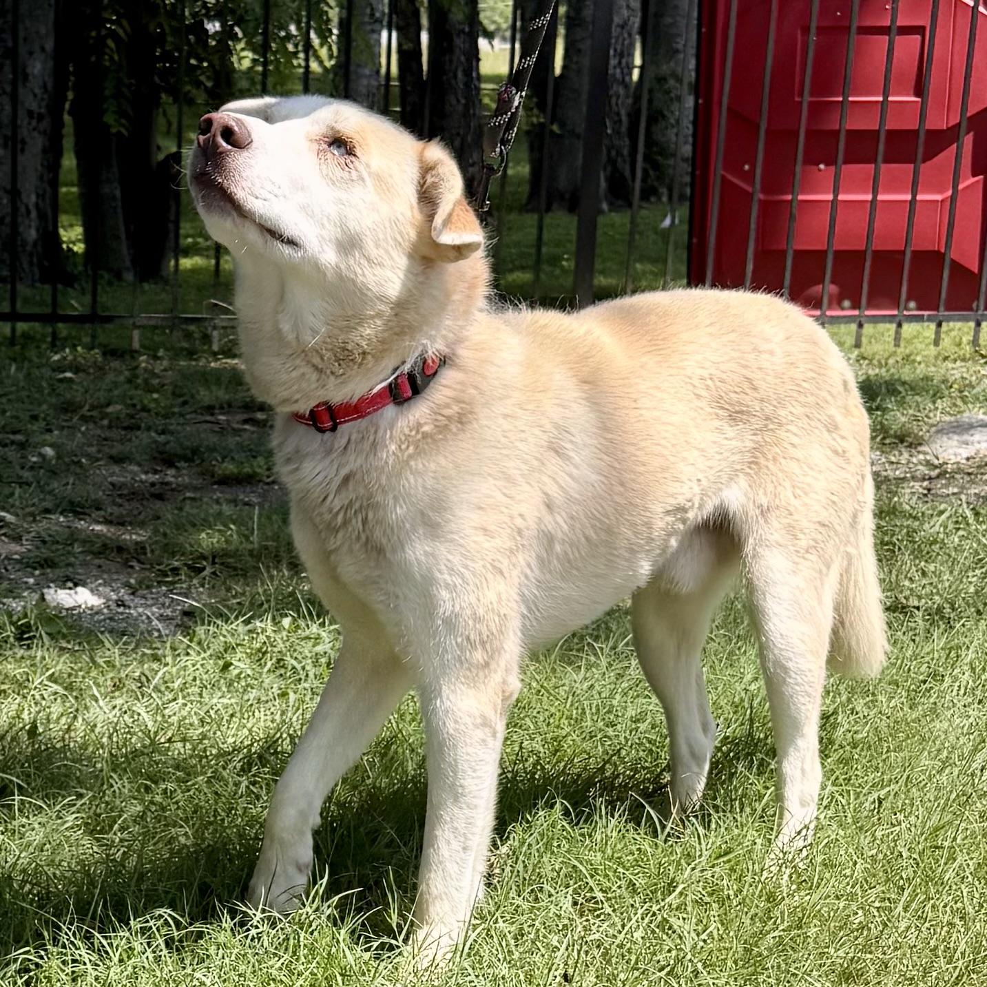 Enlarge Brinkley, a Adopted mixed breed in Gallatin, TN image 4/6