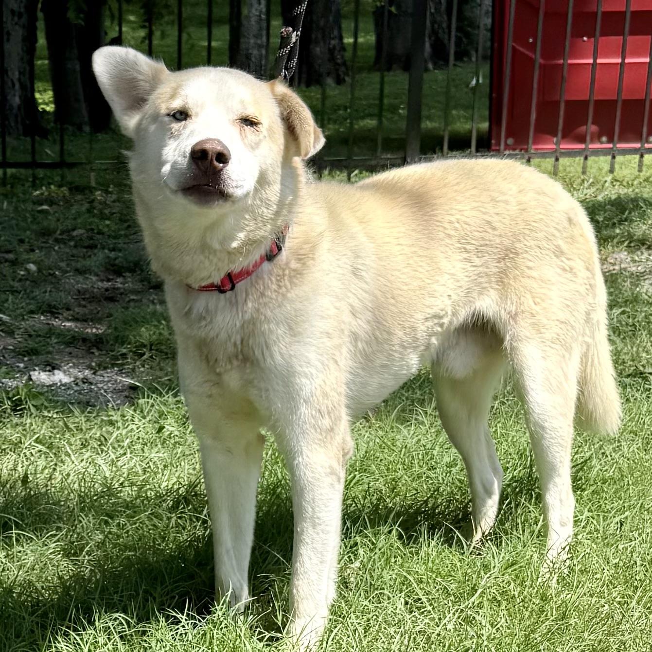 Brinkley, Adopted, Adult Male Labrador Retriever & Husky.