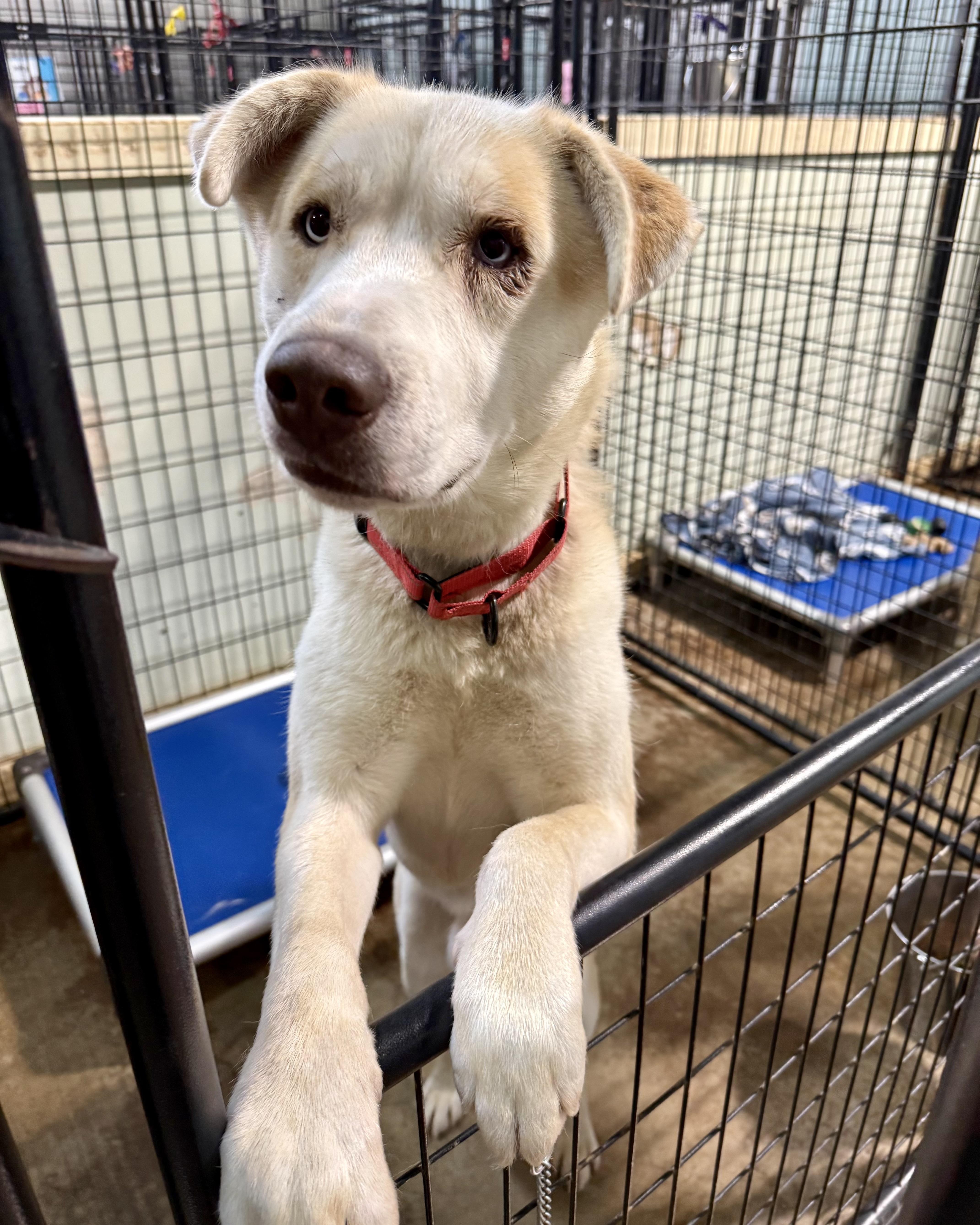 Enlarge Brinkley, a Adopted mixed breed in Gallatin, TN image 2/6