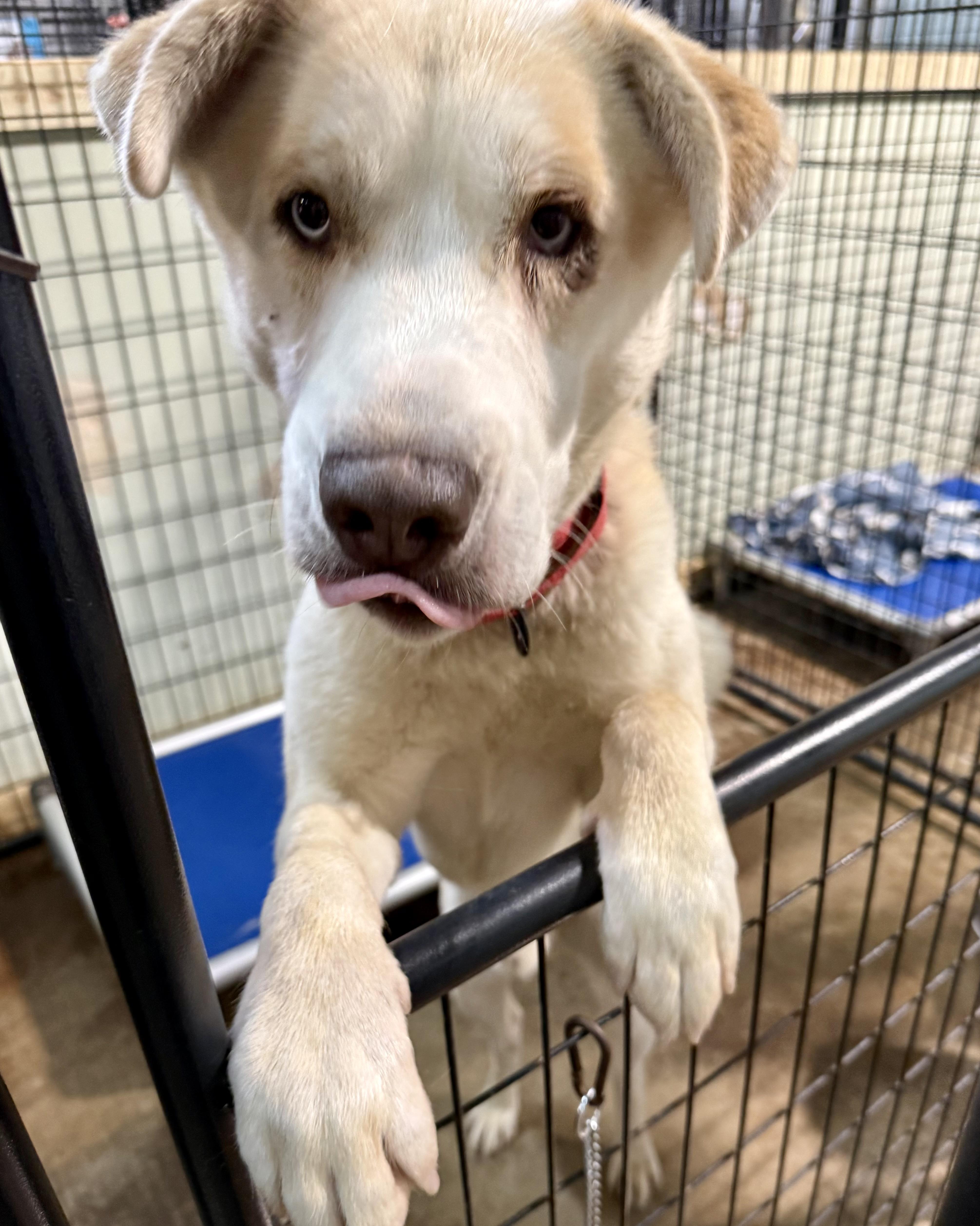 Enlarge Brinkley, a Adopted mixed breed in Gallatin, TN image 5/6
