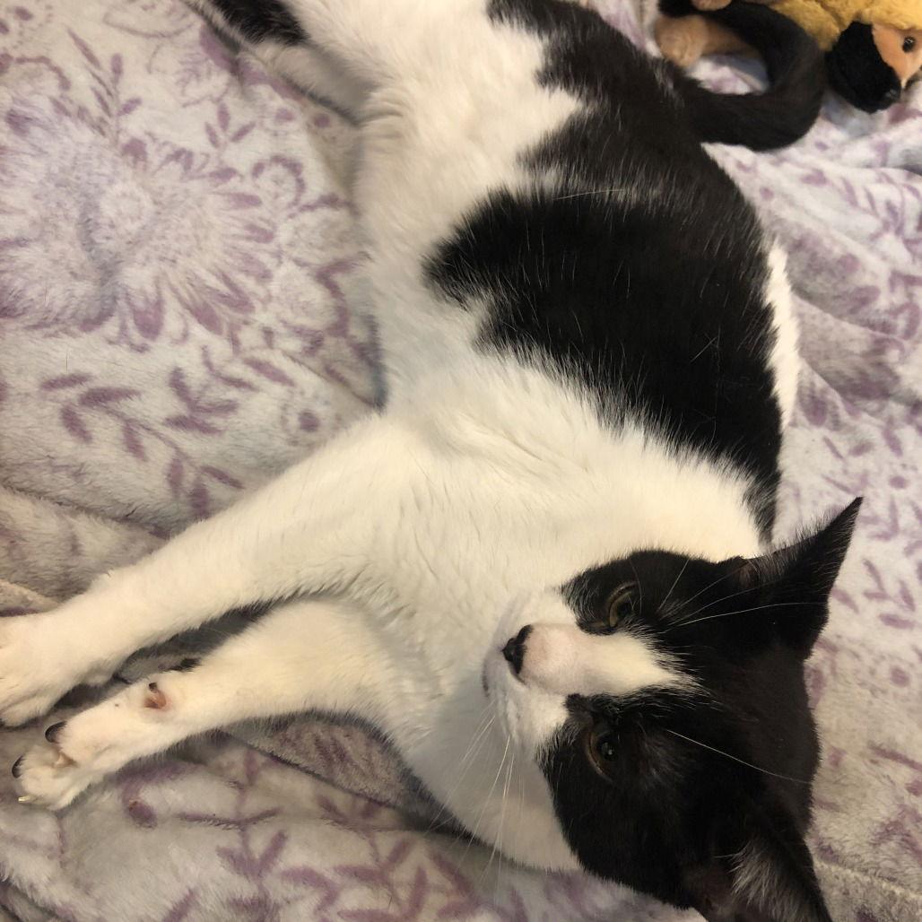 Enlarge Cowgirl boots and Phoenix bonded special needs -CH, a Adoptable Domestic Short Hair in Rochester, NY image 1/3