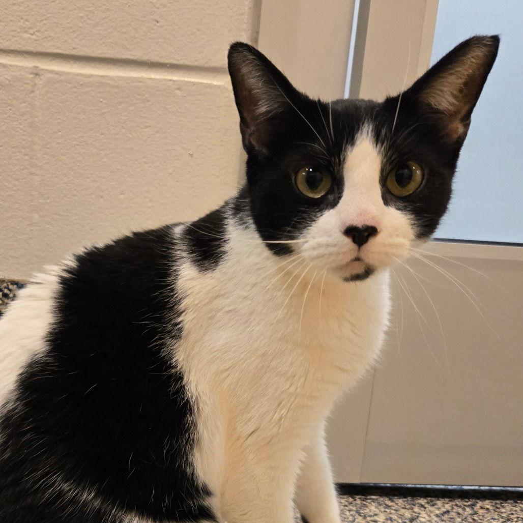 Enlarge Cowgirl boots and Phoenix bonded special needs -CH, a Adoptable Domestic Short Hair in Rochester, NY image 2/3