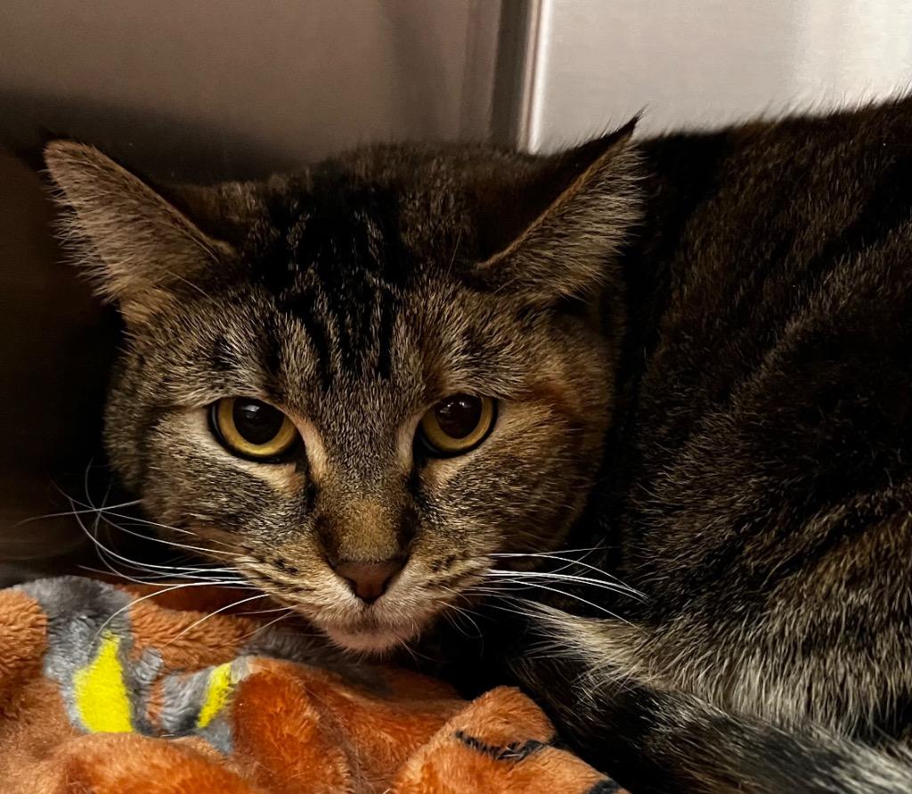 Enlarge Ricky, a Adoptable mixed breed in Logan, UT image 1/1