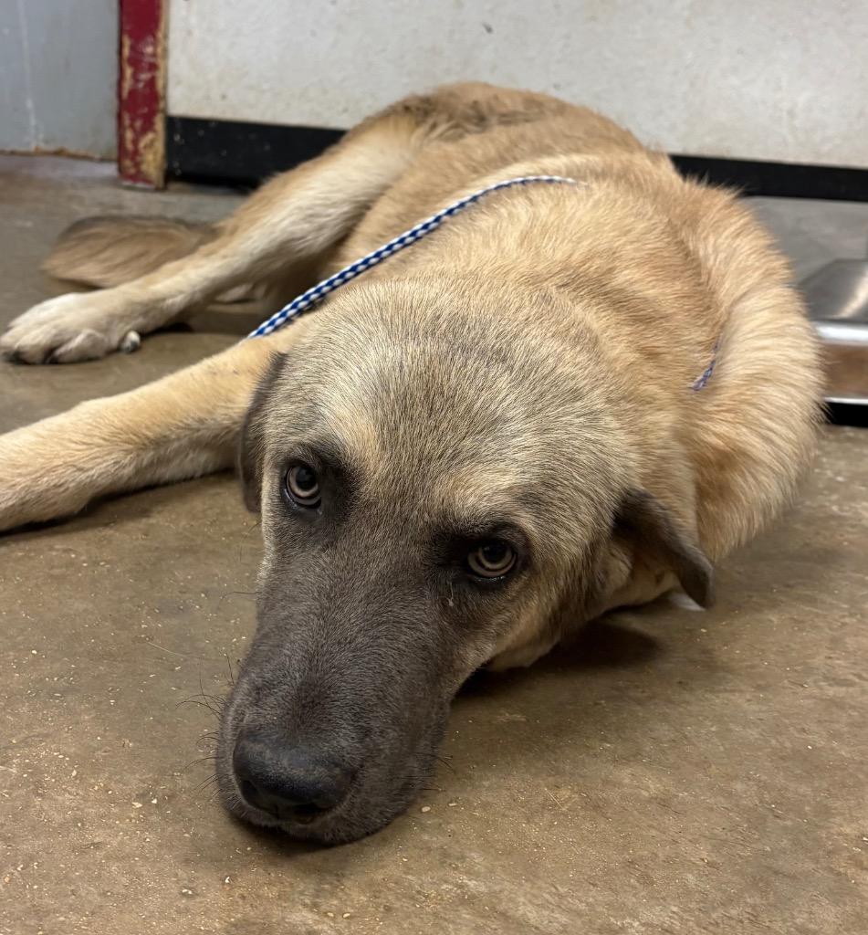 Pringle, Adoptable, Young Male Anatolian Shepherd & Mixed Breed.