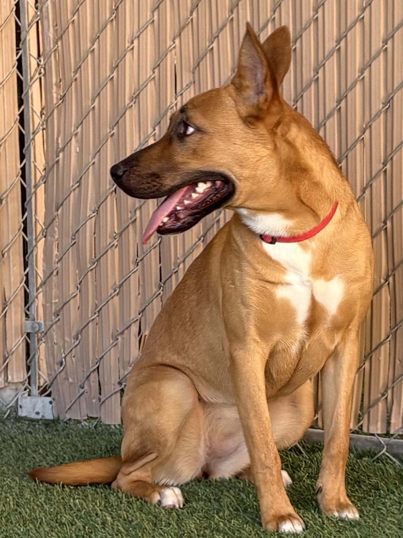 Enlarge Peaches, a Adoptable mixed breed in Mesquite, NV image 2/4