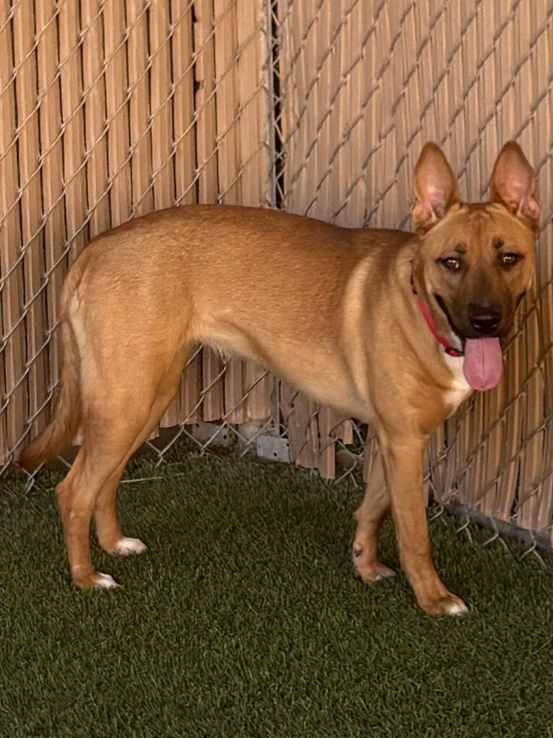 Enlarge Peaches, a Adoptable mixed breed in Mesquite, NV image 3/4
