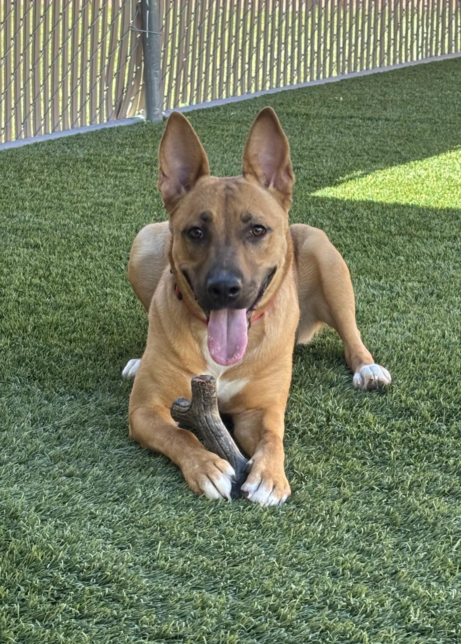 Enlarge Peaches, a Adoptable mixed breed in Mesquite, NV image 4/4