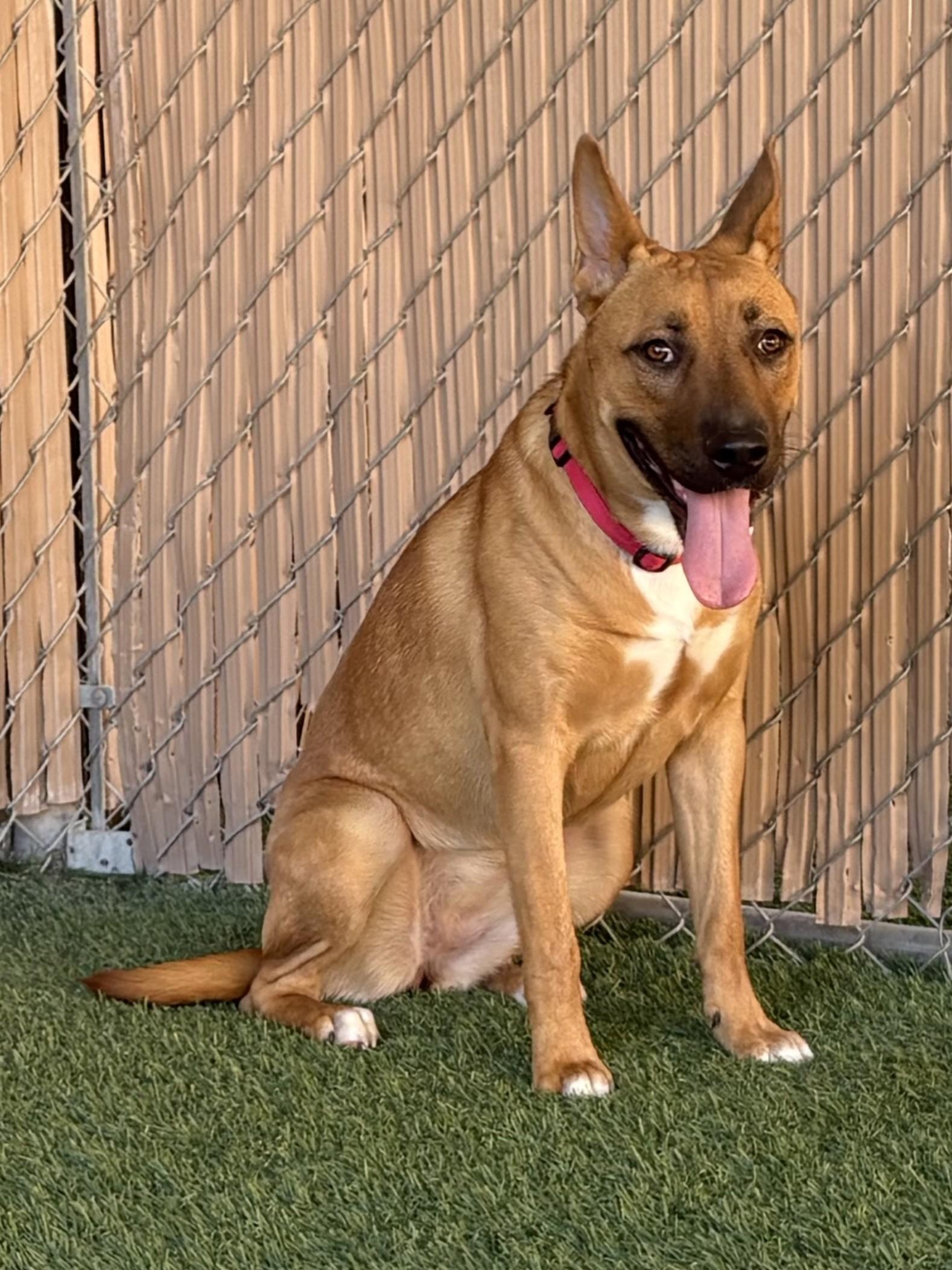 Enlarge Peaches, a Adoptable mixed breed in Mesquite, NV image 1/4