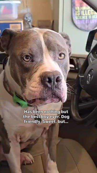 Enlarge Jay Jay, an adopted Pit Bull Terrier in Los Angeles , CA video 6/6