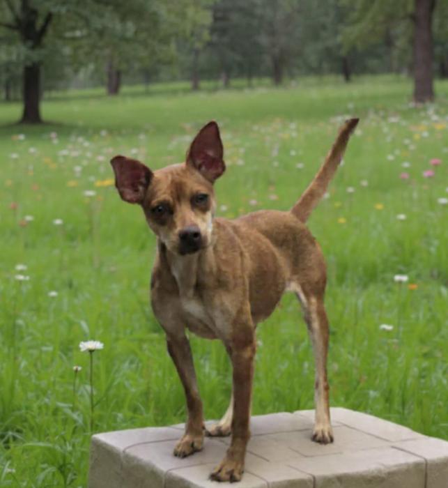 Enlarge Puppet in LA, a Adoptable Chihuahua in Cranston, RI image 1/1