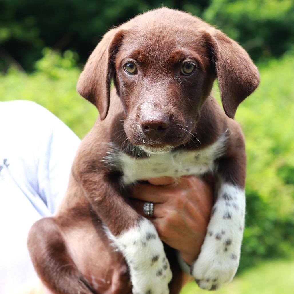 Enlarge CT Coach, a Adoptable mixed breed in Stormville, NY image 1/3