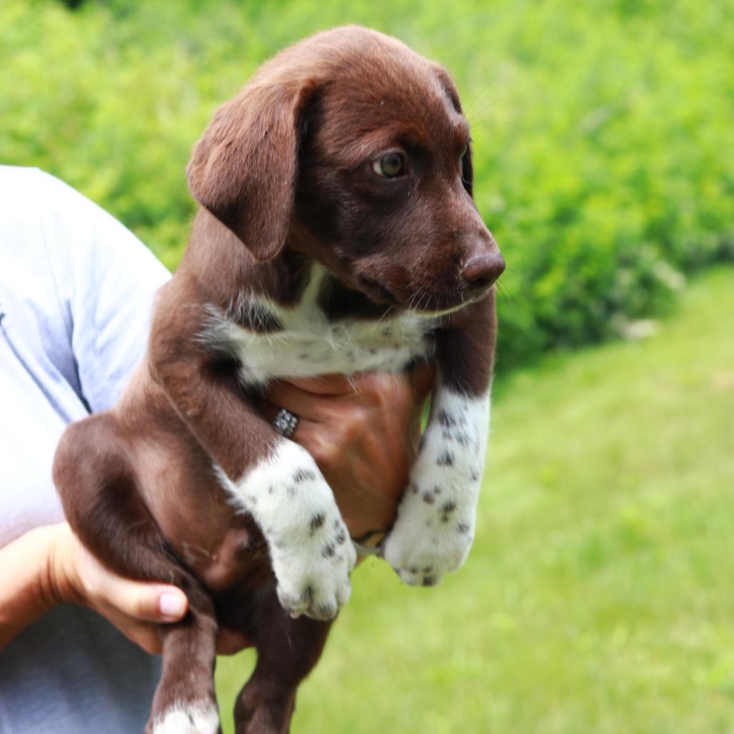 Enlarge CT Coach, a Adoptable mixed breed in Stormville, NY image 2/3