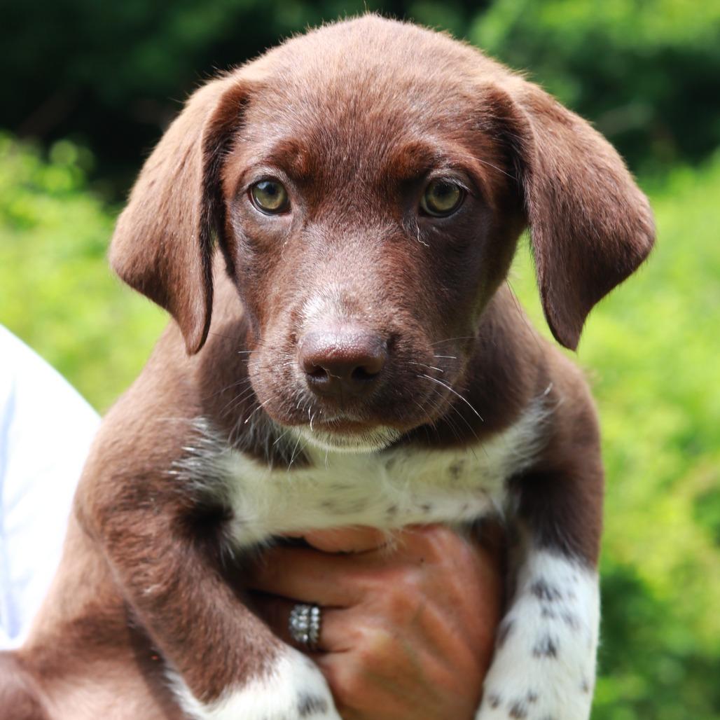 Enlarge CT Coach, a Adoptable mixed breed in Stormville, NY image 3/3