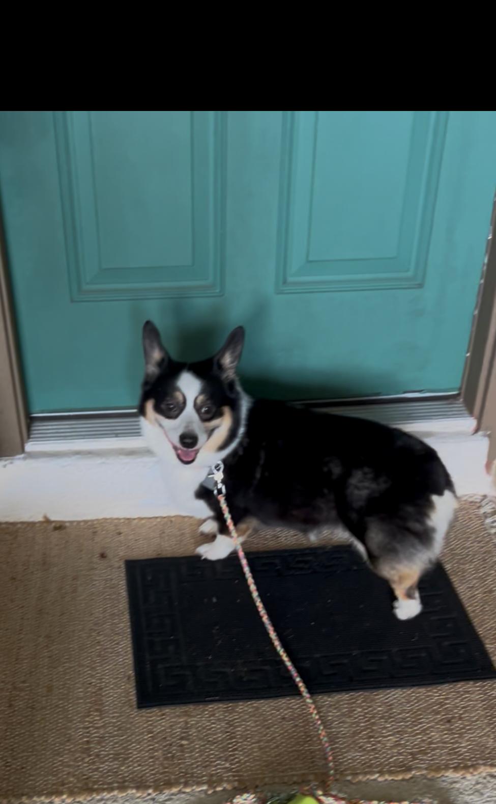 Enlarge Maple, an adopted Pembroke Welsh Corgi in Orlando, FL image 2/4