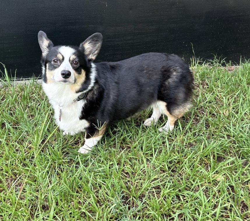 Enlarge Maple, an adopted Pembroke Welsh Corgi in Orlando, FL image 3/4
