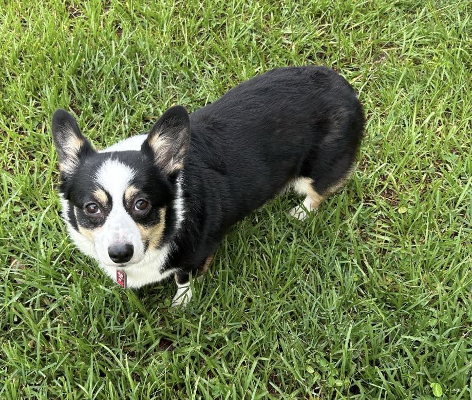 Enlarge Maple, an adopted Pembroke Welsh Corgi in Orlando, FL image 4/4