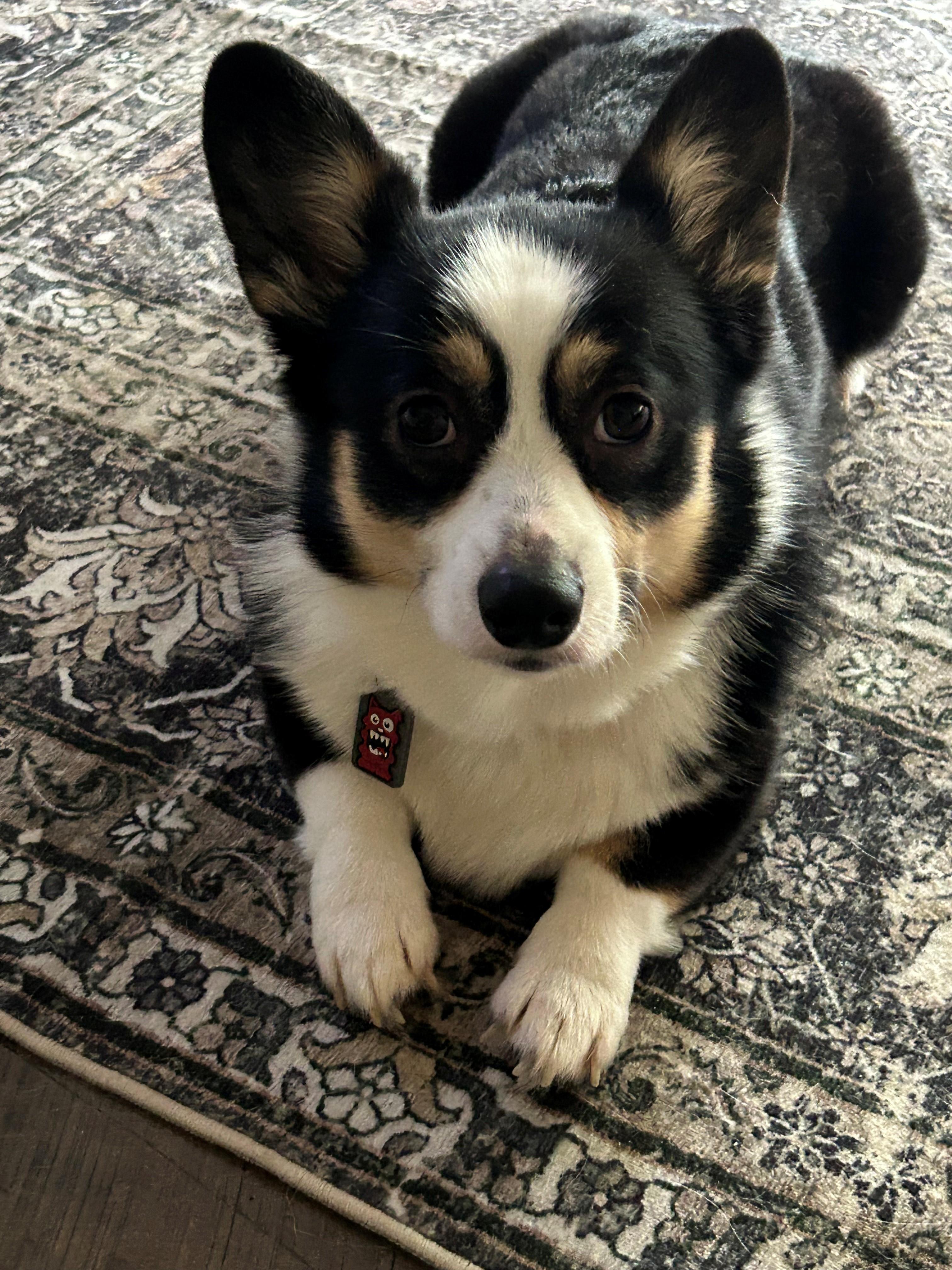 Enlarge Maple, an adopted Pembroke Welsh Corgi in Orlando, FL image 1/4