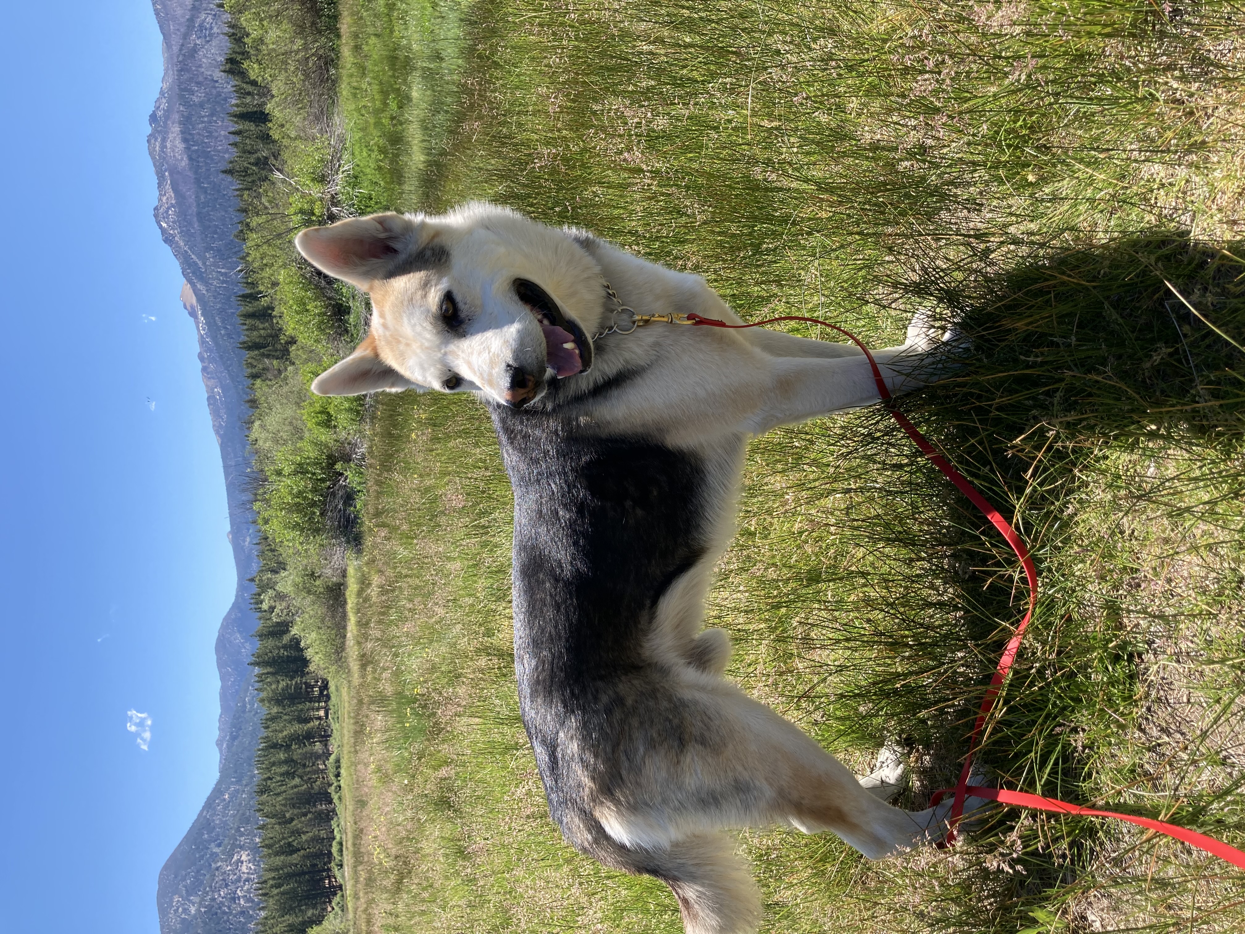 Archer, a Adopted mixed breed in Holladay, UT image 1/3