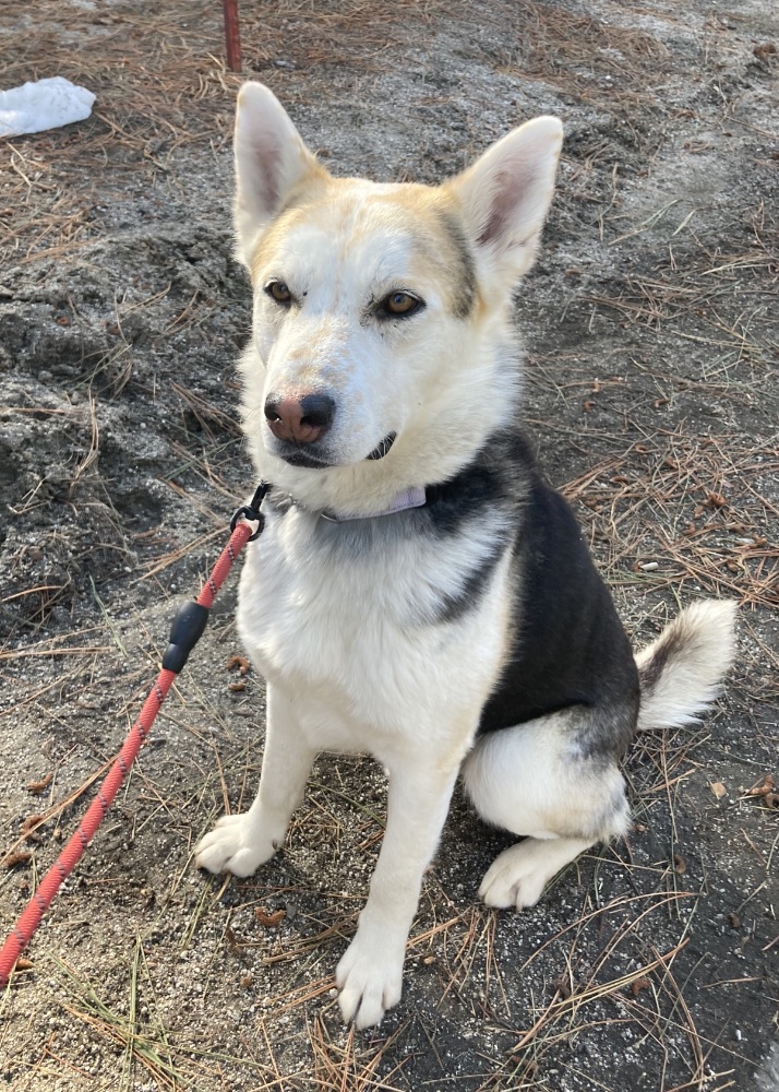 Archer, a Adopted mixed breed in Holladay, UT image 2/3