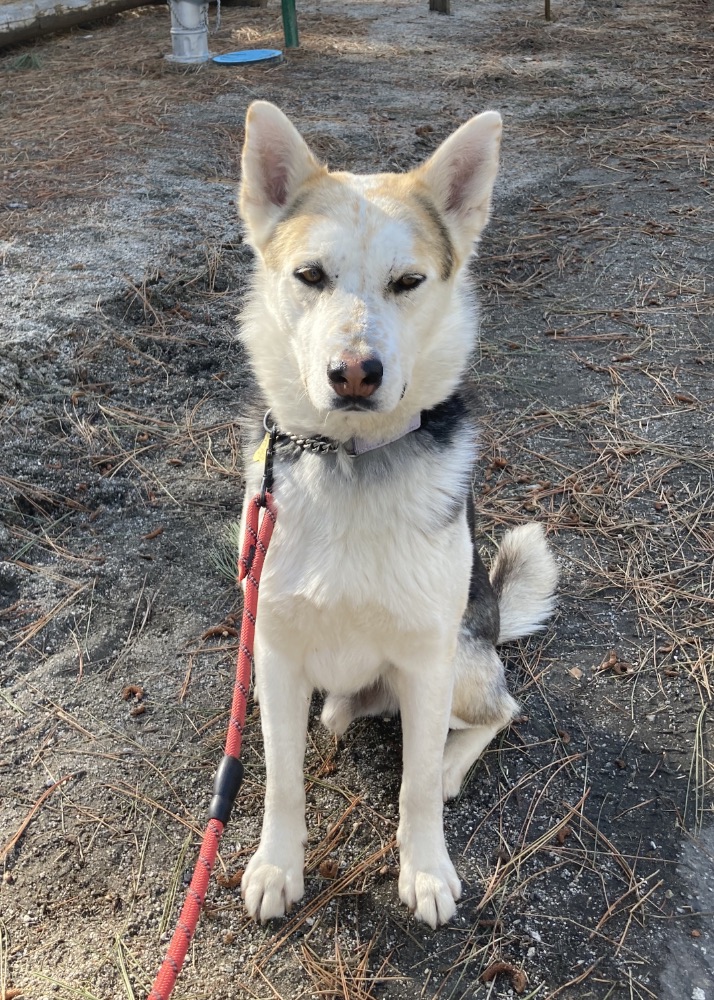 Archer, a Adopted mixed breed in Holladay, UT image 3/3