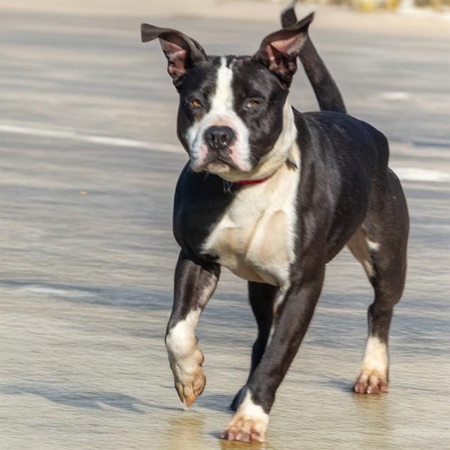 MAX, Adoptable, Adult Male Pit Bull Terrier & Mixed Breed.