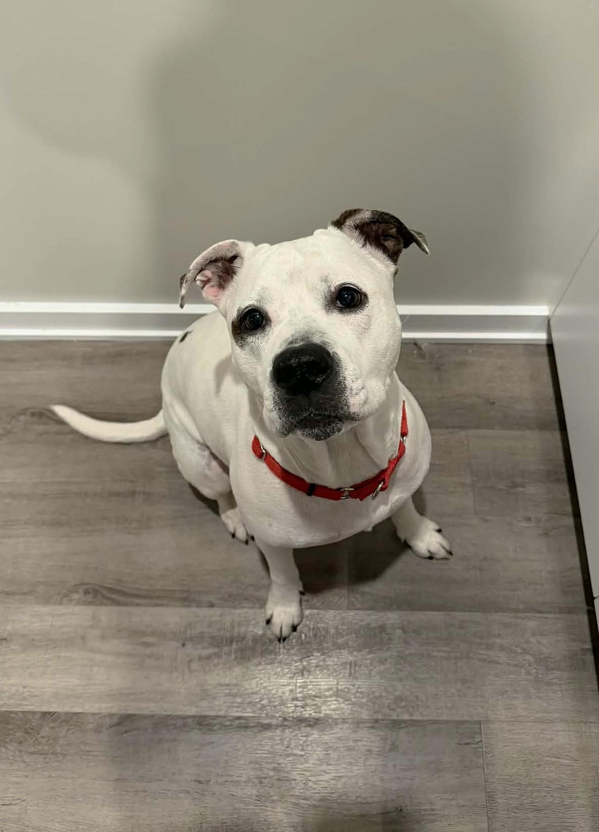 Indigo, ADOPTABLE, Adult Female American Bulldog.