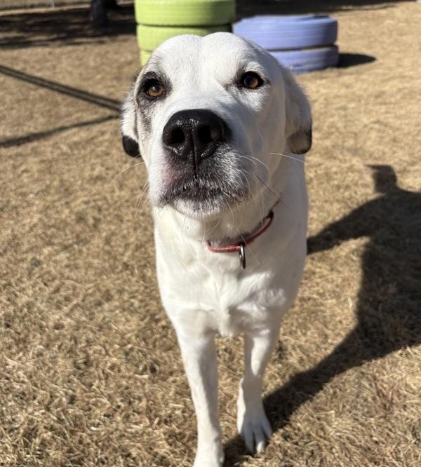 Koda, Adoptable, Adult Female Great Pyrenees & Labrador Retriever.